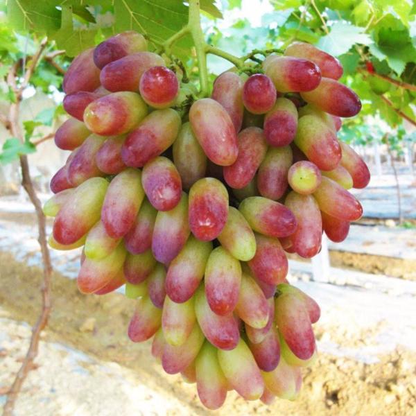 Natural Growth Sweet Grape Seeds