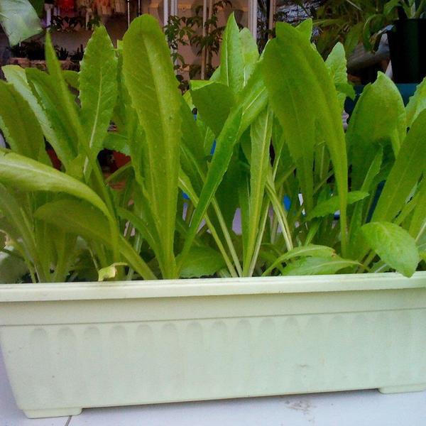 Garden Lettuce Seeds Lactuca Sativa Seed Vegetables Bonsai Plant for Home Garden