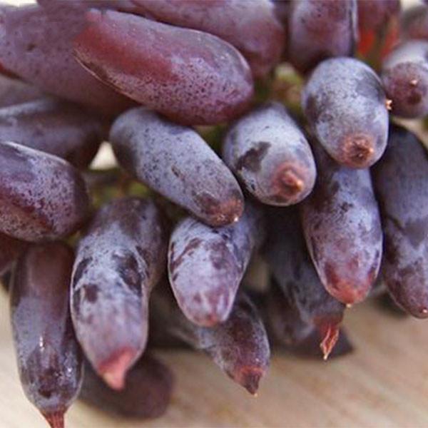 Advanced Finger Grape Fruit Seeds