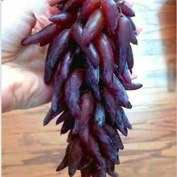 Advanced Finger Grape Fruit Seeds