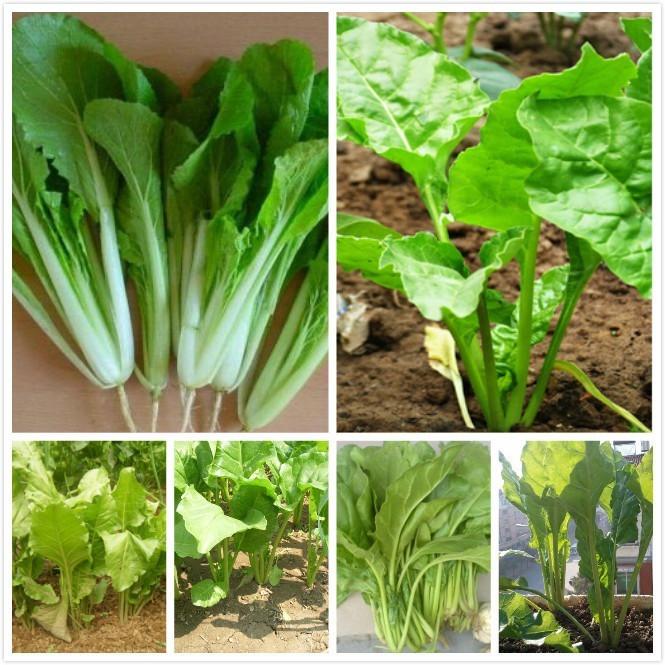 Swiss chard seeds High germination rate of high value C123