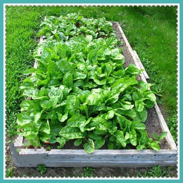 Swiss chard seeds High germination rate of high value C123