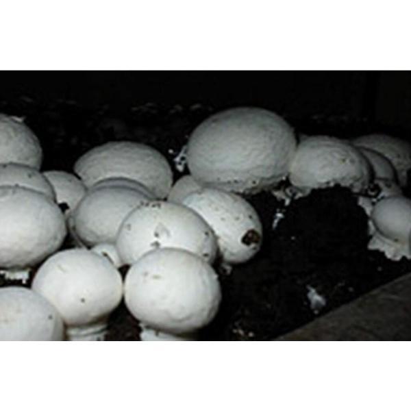 White Button Mushroom (Agaricus bisporus) Mycelium Spores Spawn Dried Seeds