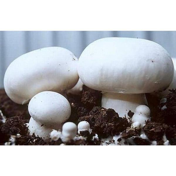 White Button Mushroom (Agaricus bisporus) Mycelium Spores Spawn Dried Seeds