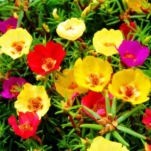 Mixed Color Moss-Rose Purslane Double Flower Seeds For Planting (Portulaca Grandiflora) Heat Tolerant easy growing 5