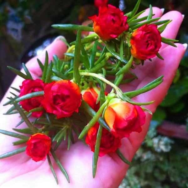 Mixed Color Moss-Rose Purslane Double Flower Seeds For Planting (Portulaca Grandiflora) Heat Tolerant easy growing 2