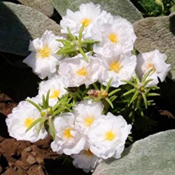 Mixed Color Moss-Rose Purslane Double Flower Seeds For Planting (Portulaca Grandiflora) Heat Tolerant easy growing 1