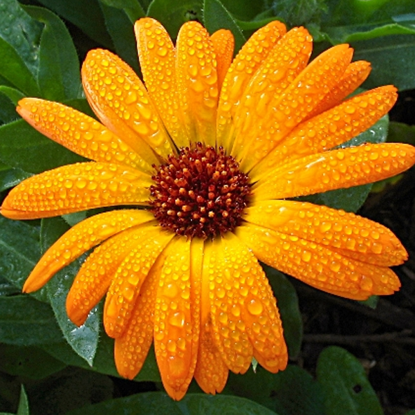 Orange Daisy Flower Seeds