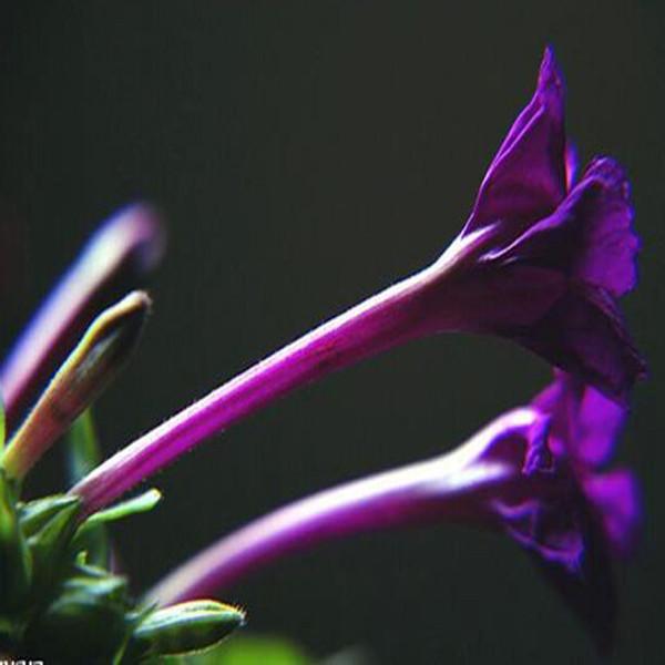 Purple Jasmine Four O'clock Seeds