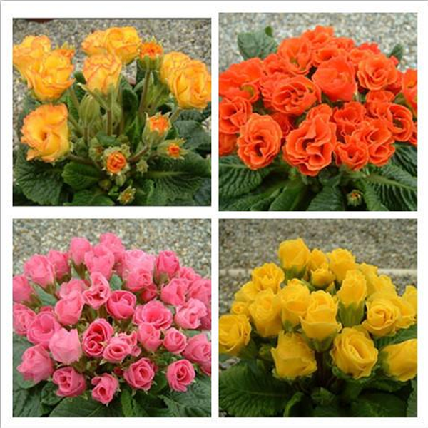 Mixed Colors Rose Primula Seeds