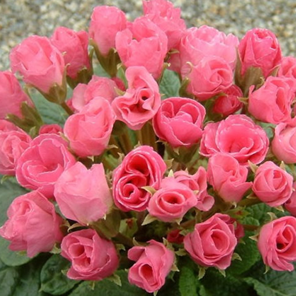 Pink Rose Primula Seeds