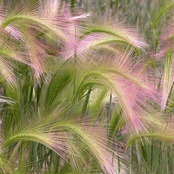 Pink Foxtail Barley Ornamental Grass Seeds