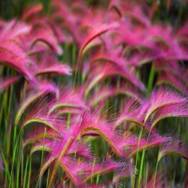 Pink Foxtail Barley Ornamental Grass Seeds