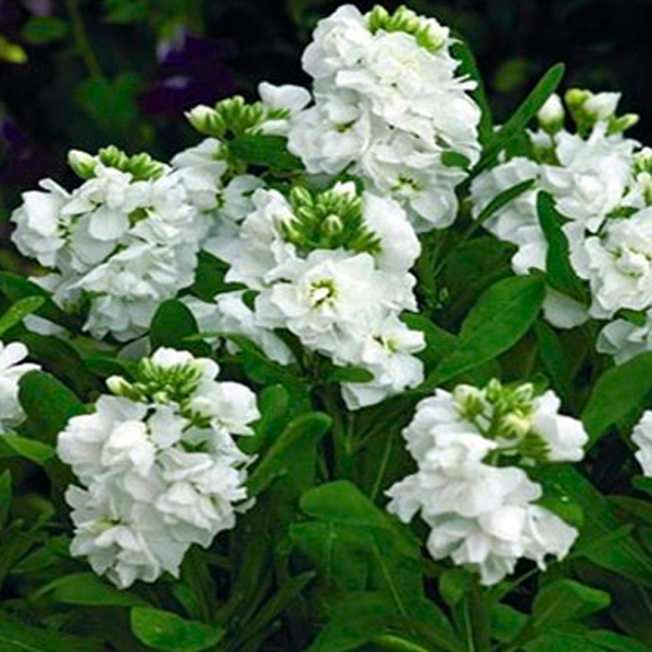 White Evening Or Night Scented Stock Flower Seeds