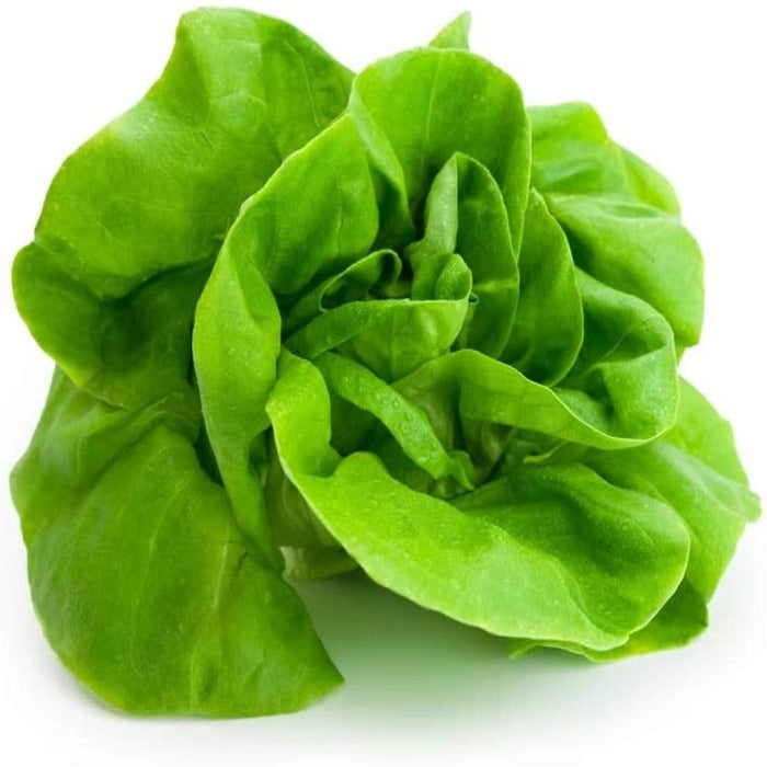 Butter Lettuce Seeds