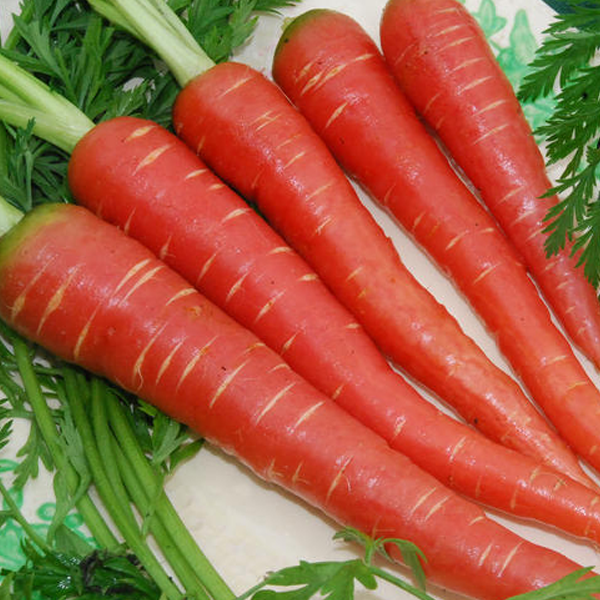 Dark Red Carrot Vegetable Seeds