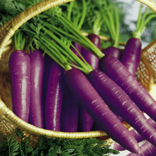 Cosmic Purple Vegetable Carrot Seeds