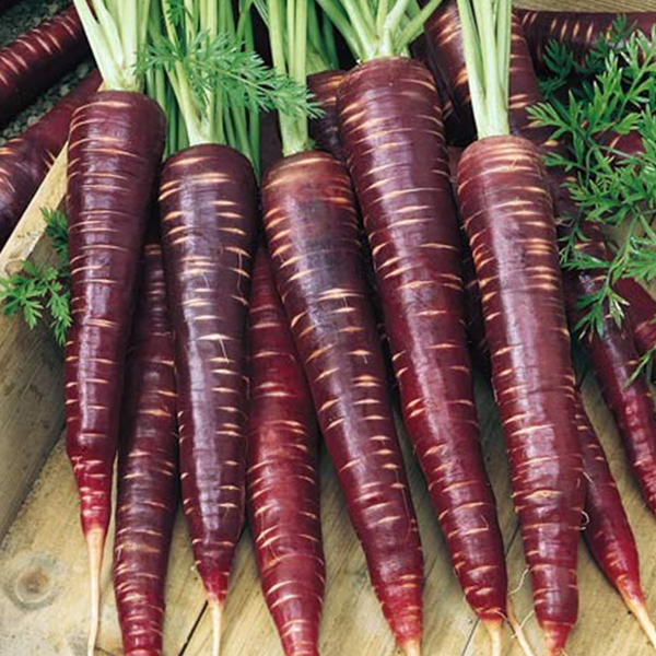 Brown Carrot Vegetable Seeds