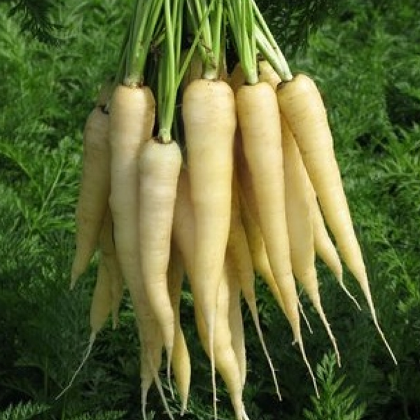 White Carrot Vegetable Seeds