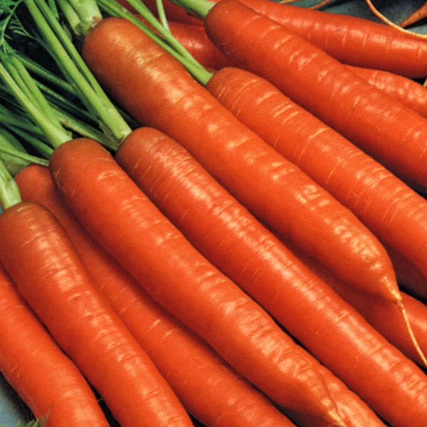 Orange Carrot Vegetable Seeds