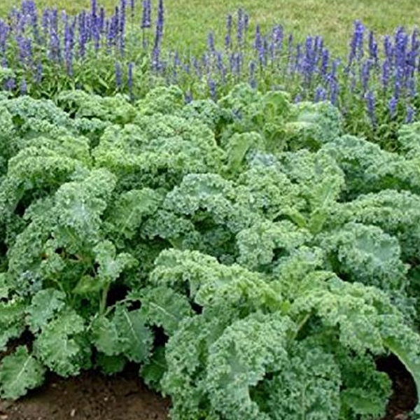 Cabbage Flower Kale Organic Seeds