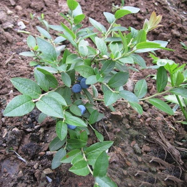 Nutritional Blueberry Quality Seeds