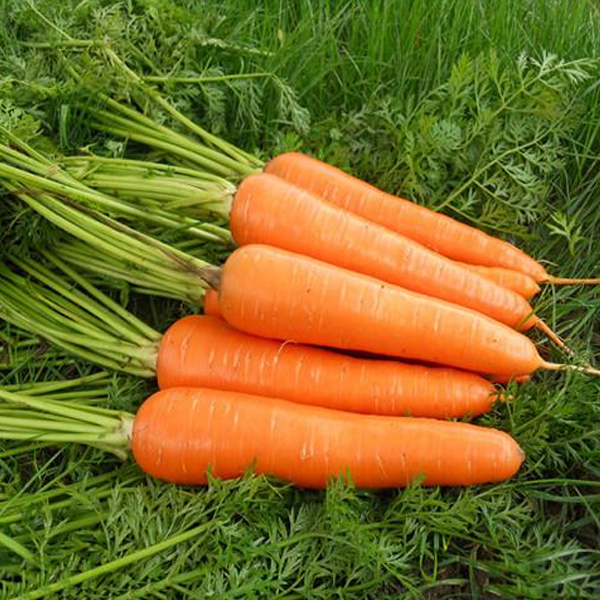 Sweet Carrot (300 seeds)