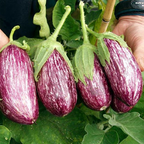 Nubia Eggplant Vegetable Seeds