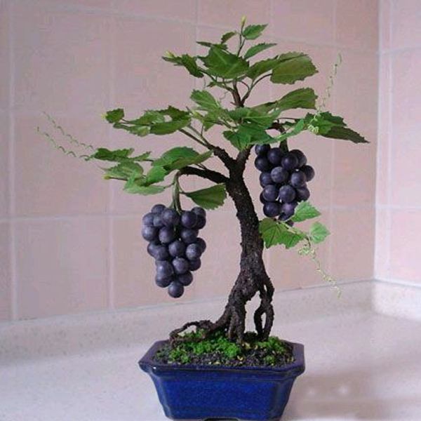 Miniature Grape Vine Seeds