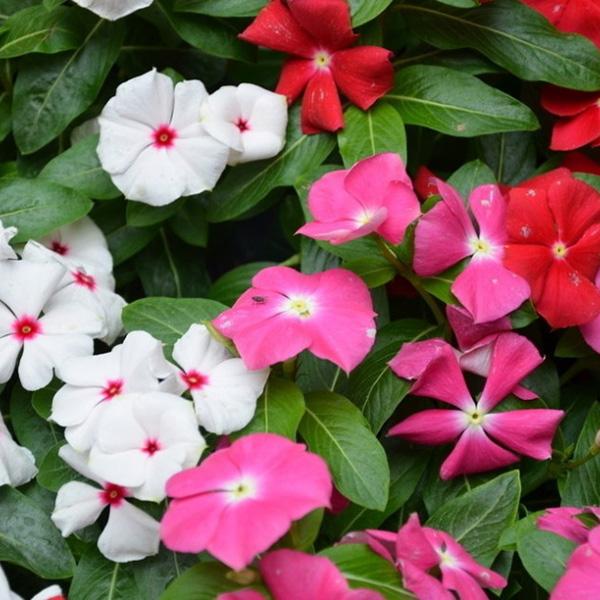 Mixed Red, Pink and White Vinca Periwinkle Seeds