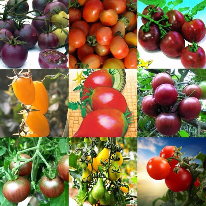 Colorful Cherry Tomatoes Vegetable Seeds