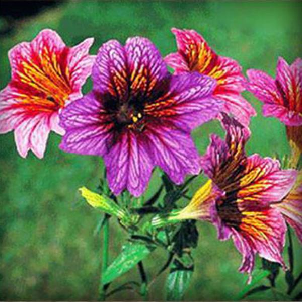 Salpiglossis Seeds Chile Morning Glory Seeds Balcony Potted Plants Ipomoea Nil Flowers for Rooms 7