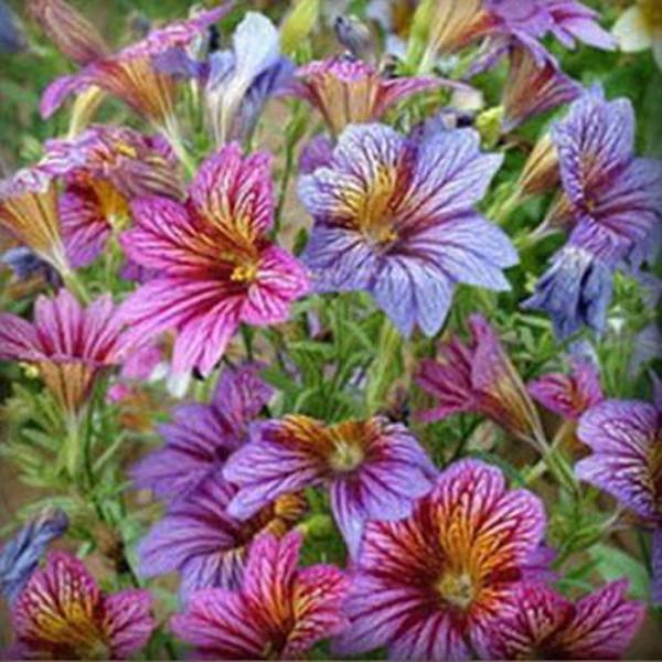 Salpiglossis Seeds Chile Morning Glory Seeds Balcony Potted Plants Ipomoea Nil Flowers for Rooms 3