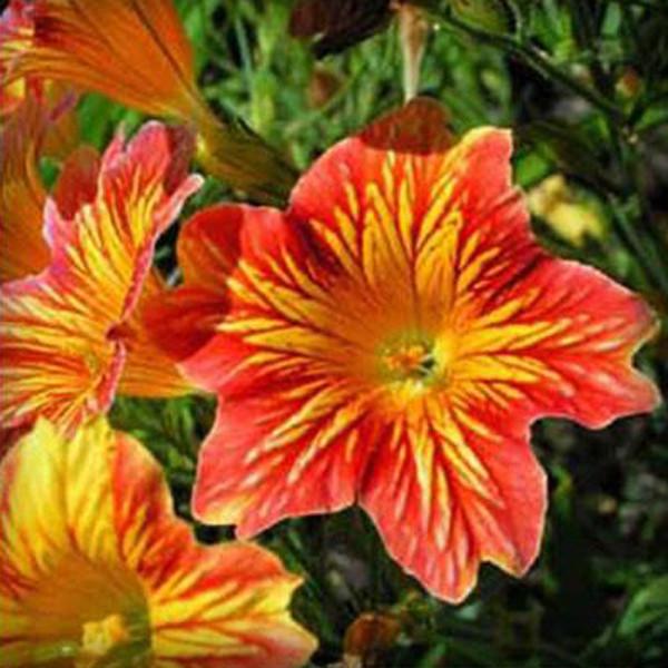 Salpiglossis Seeds Chile Morning Glory Seeds Balcony Potted Plants Ipomoea Nil Flowers for Rooms 5