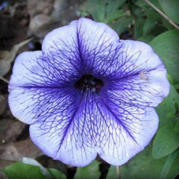 Salpiglossis Seeds Chile Morning Glory Seeds Balcony Potted Plants Ipomoea Nil Flowers for Rooms 8