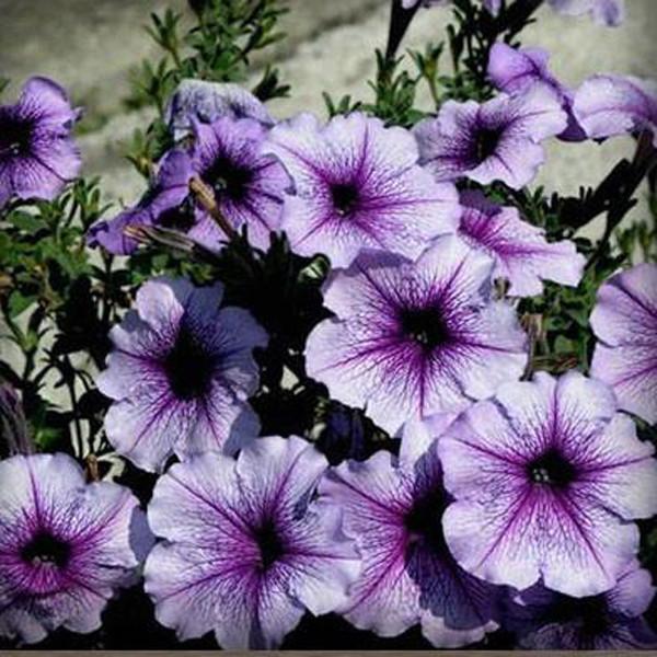Salpiglossis Seeds Chile Morning Glory Seeds Balcony Potted Plants Ipomoea Nil Flowers for Rooms 4