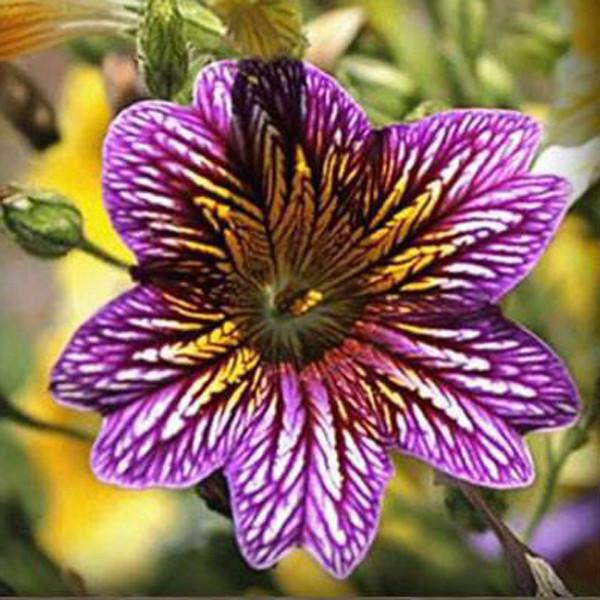 Salpiglossis Seeds Chile Morning Glory Seeds Balcony Potted Plants Ipomoea Nil Flowers for Rooms 6