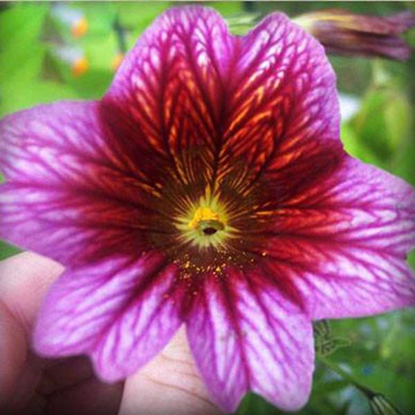 Salpiglossis Seeds Chile Morning Glory Seeds Balcony Potted Plants Ipomoea Nil Flowers for Rooms 9