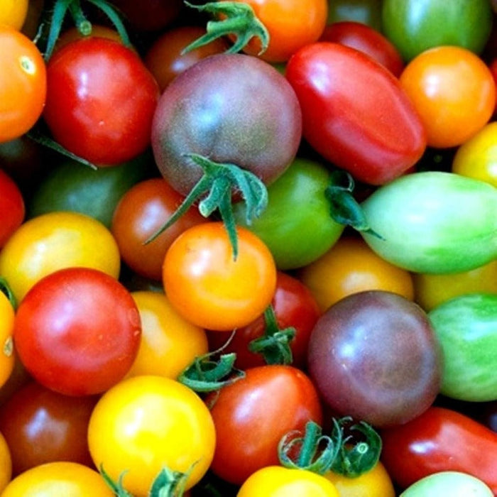 Colorful Tomato Seeds