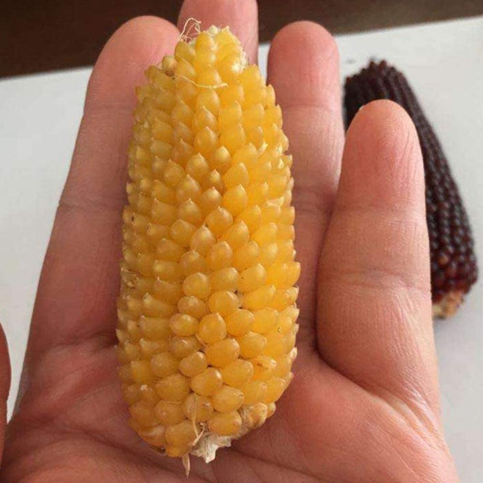 Pineapple Baby Corn Seeds