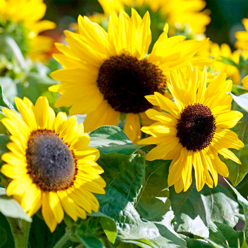 Giant Titan Sunflower Seeds — USA Garden Center