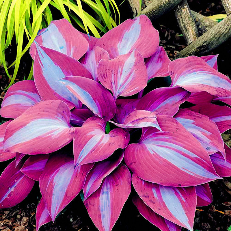 150Pcs/Pack Hosta Flower Seeds Garden Perennials Ornamental Lily Shade Hosta Plants Seeds