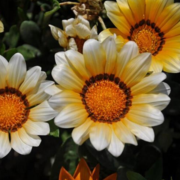 Gazania Rigens Daisy SunFlower Seeds