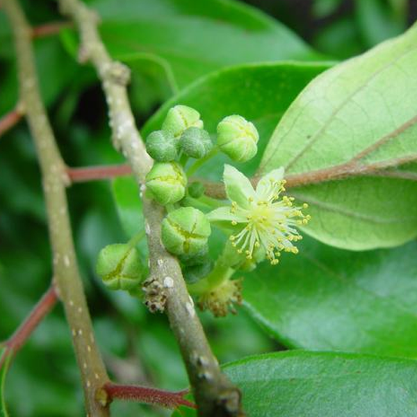 Impressive Rare Ceylon Gooseberry Seeds