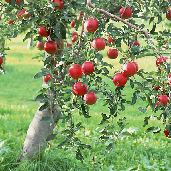 Almata Apple Tree Seeds