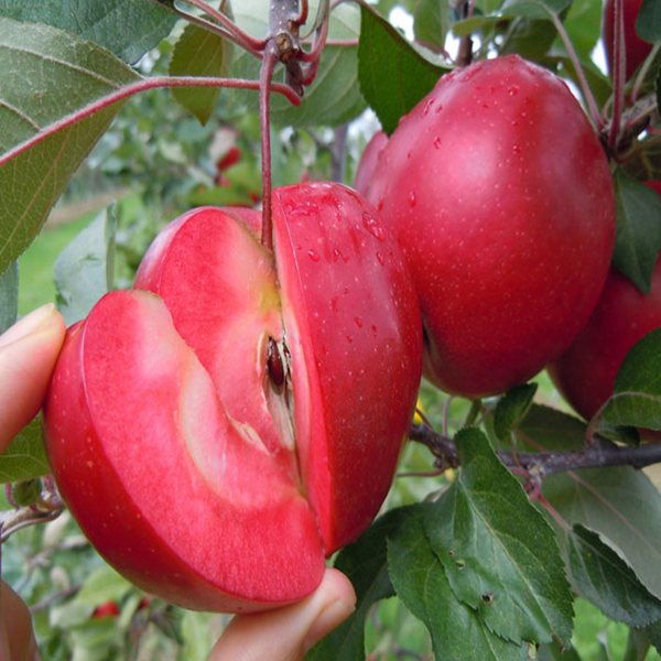 Pure Red Apple Tree Seeds