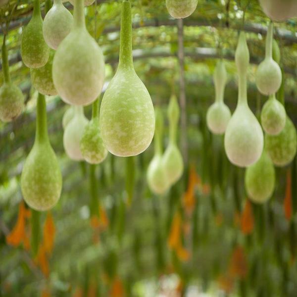 Dipper Gourd Seeds