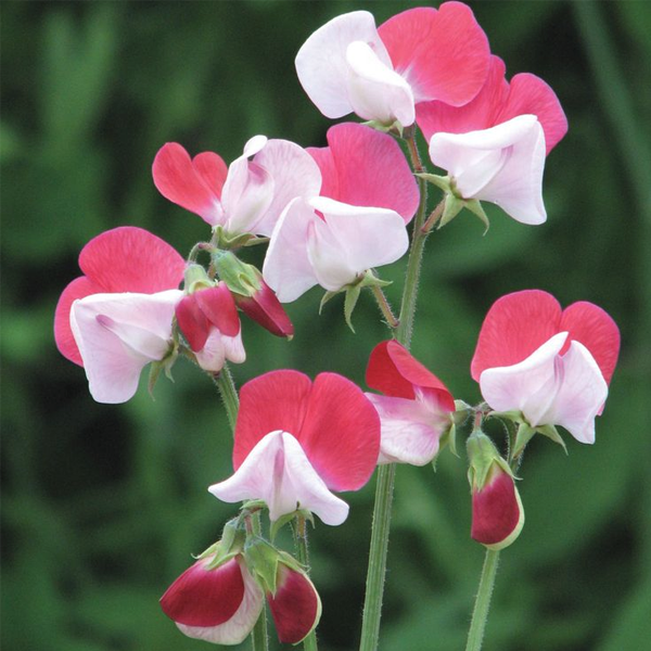 Little Red Sweet Pea Flower Seeds