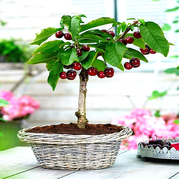 Rainier Cherry Fruit Seeds