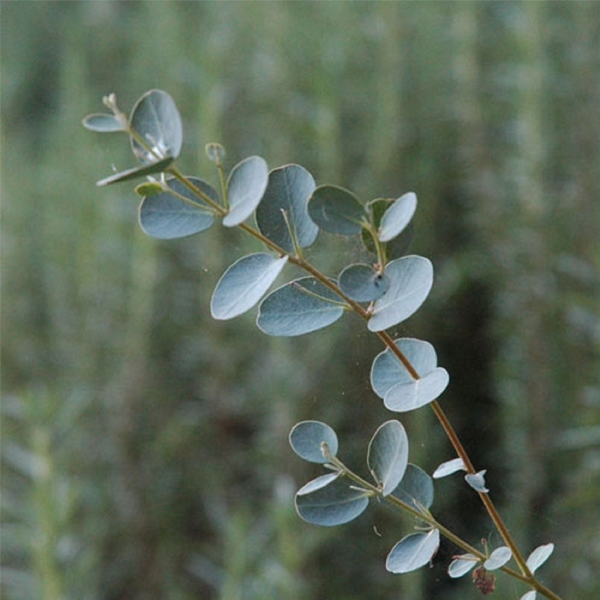 Silver Eucalyptus Seeds